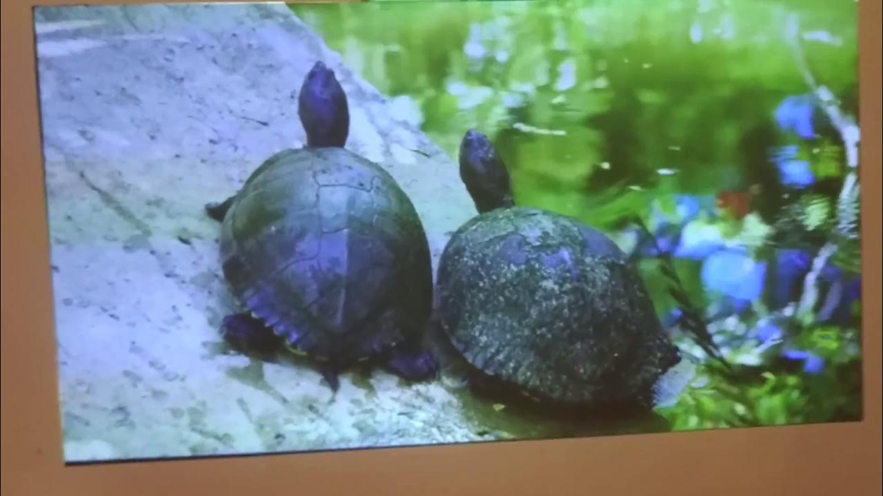 ALR paint mix for xiaomi mi laser UST projector YouTube