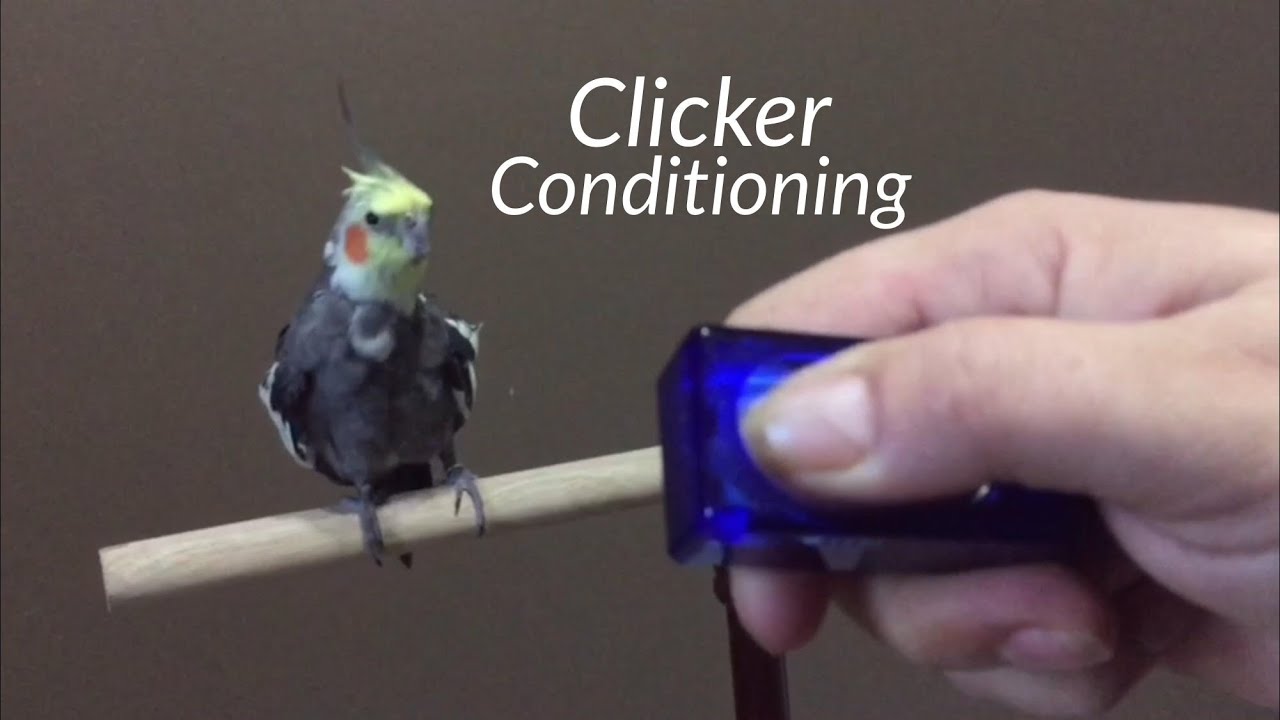 clicker training birds