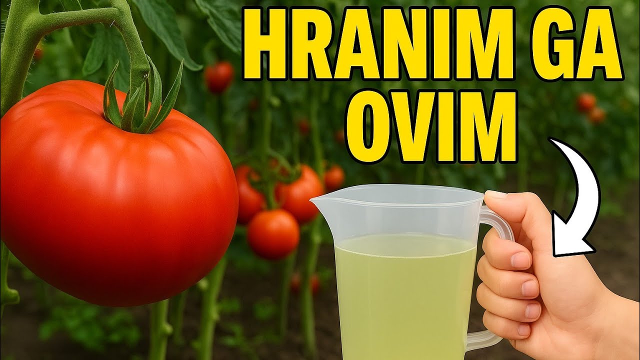 PARADAJZ RASTE KAO LUD – Prirodno đubrivo koje radi čuda!