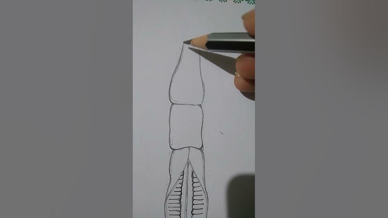 Balanoglossus .........+3 2nd year 3rd semester ...core-5 practical ...