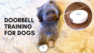 How we trained our Havanese to use a doorbell