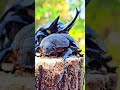 The Three-horned Beetle couple is in love #insects #beetle #nature