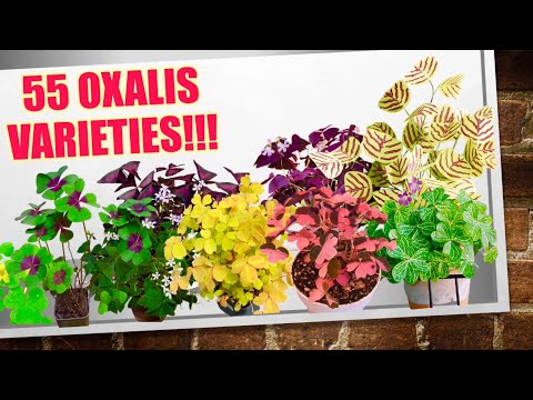 Video: Driehoekige Oxalis