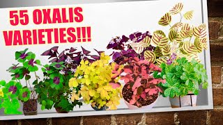 55 Rare Oxalis Triangularis Varieties!! | HERB STORIES