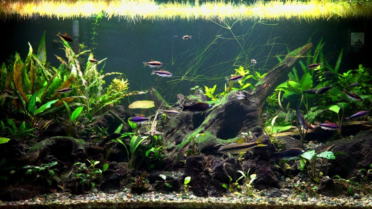Planted Community Aquarium. Quick Updates, New Plants, and Feeding the Fish.