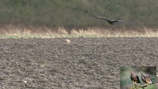 Amazing Eagle attacks | Rabbit VS Eagle - best escape | एक दौड़ ज़िन्दगी और मौत की | Best Eagle video