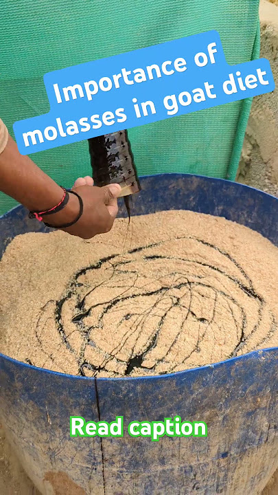 Importance of molasses in goat feed