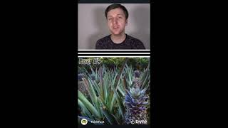 unlike most fruits, it actually takes 2 years to grow a single pineapple. (READ DESCRIPTION)