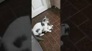Kitten and mom box match with bunnykicking