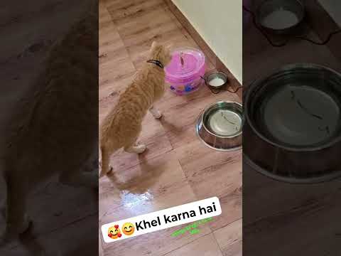 🥰😊Khel karna hai #cat #mau #petshub #petlover