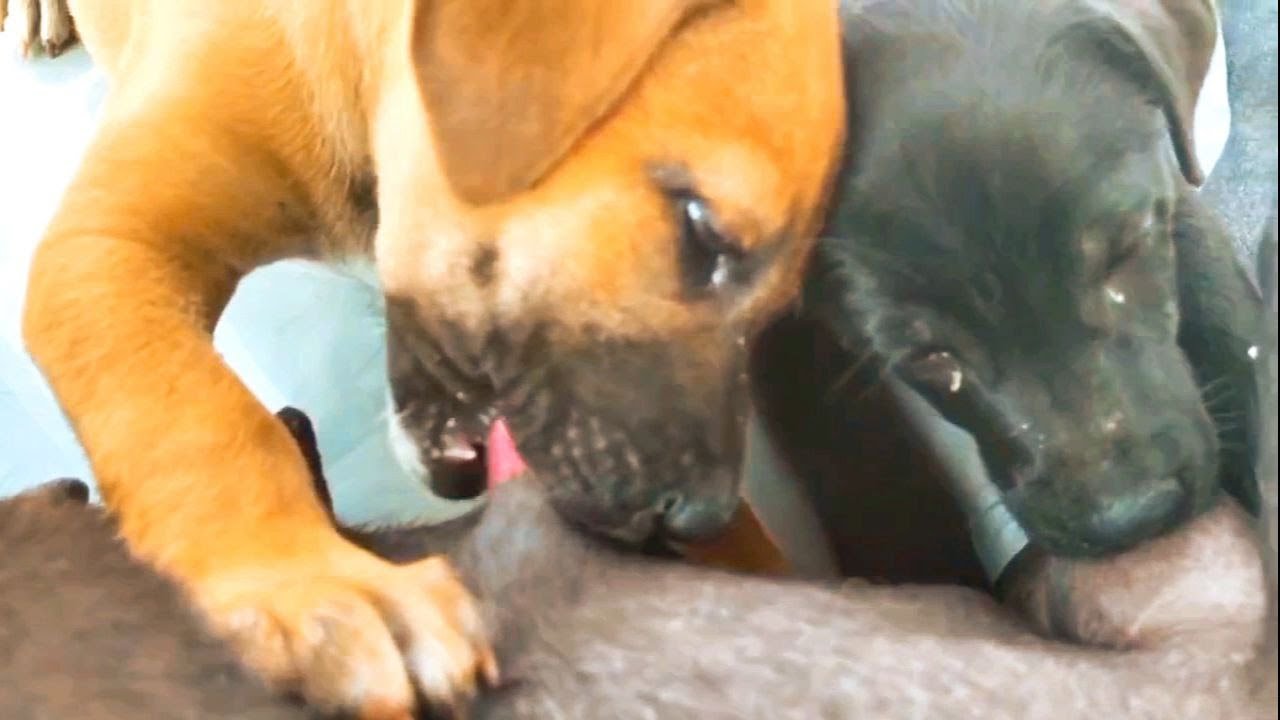 🐕🐕🥰Poppies Lion and Ancy jealous with breastfeeding🐕🥰poppy poppies 