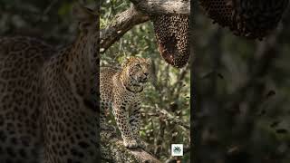 Leopard is trying attack on honey bee house...  #wildlife #nature #earth