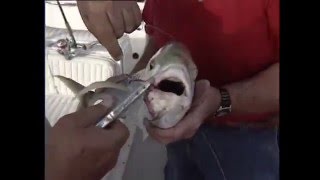 Circle Hook