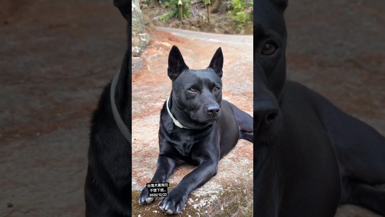 台灣犬 不想下班~ #台灣犬 縮圖