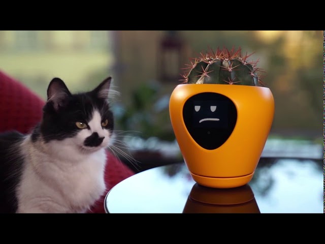 Lua, smart planter turning plants into pets! - YouTube