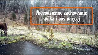 Niecodzienne zachowanie wilka i coś więcej (#140 ) | Unusual wolf behavior and more (#140)