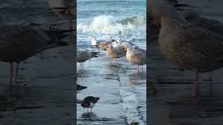 Aves En La Orilla Del Mar7 Sea Birds That You Can See When Riding Waves