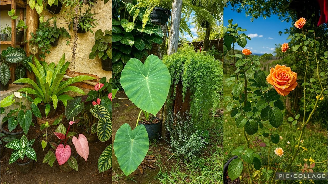 Comprei Novas Plantas e Renovei meu Jardim 🌸
