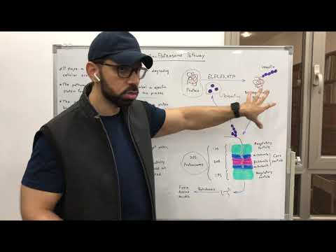 Video: Ubiquitination-proteasome Ceļa Nozīme Krūts Vēža Gadījumā: Zāļu, Kas Ietekmē Ubiquitin-proteasome Ceļu, Lietošana Krūts Vēža Terapijā