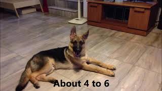 German Shepherd dog from puppy to adult