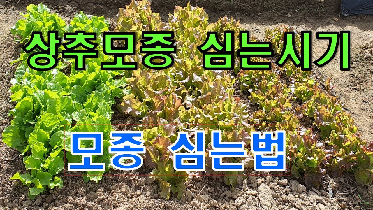 🥬 상추 모종 심는시기 모종 심는법/상추 물주는 시기/상추 키우기3 - YouTube