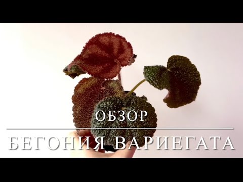БЕГОНИЯ ВАРИЕГАТА [Краткий