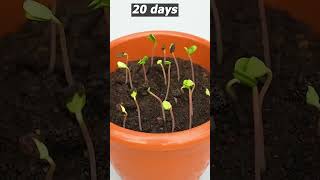 PlantGuide 26041708