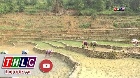 Nông dân Sa Pa xuống đồng cấy lúa sớm | THLC