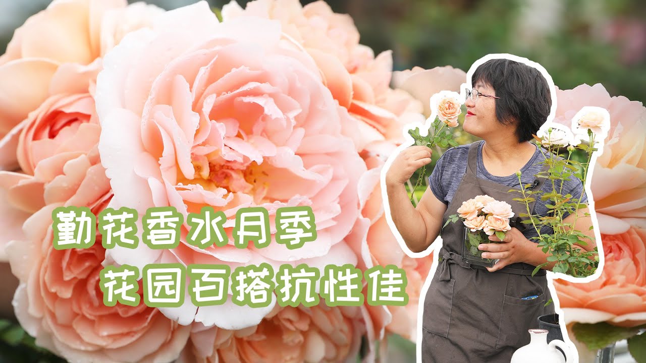 勤花香水月季 花园百搭抗性佳 Youtube