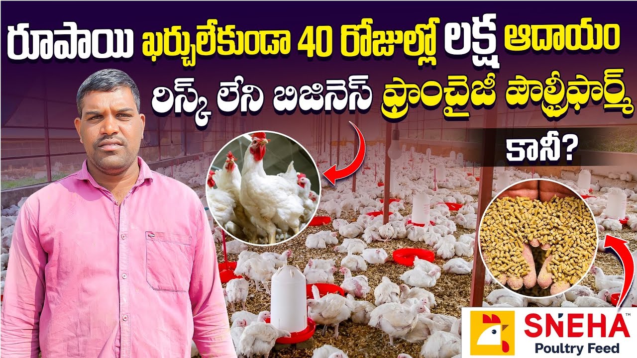 రూపాయి ఖర్చులేకుండా ఫ్రాంచైజీ పౌల్ట్రీ ఫర్మ్ ll  poultryfarming ll      #poultryfarm#telugu#farming