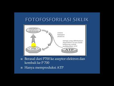 Video: Perbezaan Antara Fotofosforilasi Siklik Dan Bukan Siklik