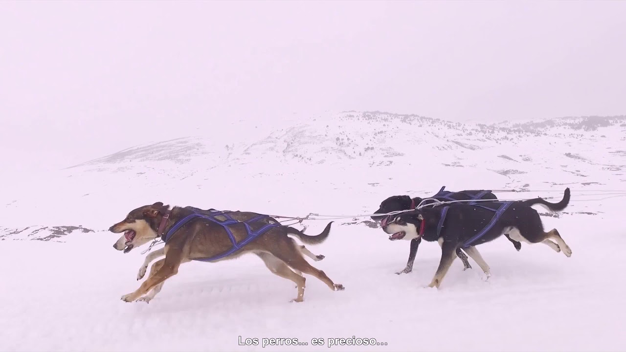 ❄️ Practica el Trineo tirado por Perros en Huesca ❄️ Mushing