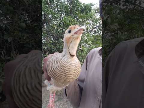میرے گورے تیترکی خوبصورت آوازیں تیتر کی بولی