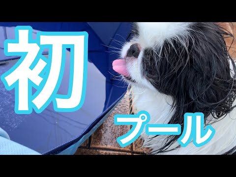 暑すぎたので初めてのプール　水遊びできるかな？