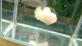 DSCF5439.MP4