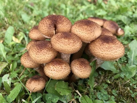 Video: Krucheniki Na May Honey Agarics