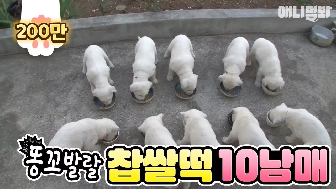 sbs tv동물농장x애니멀봐 中字 10 cute Baekgu puppies / Take a look at their rainbow color clothes