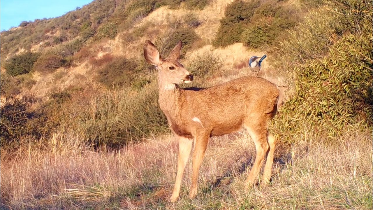 Scrub Jay Forages On A Deer
