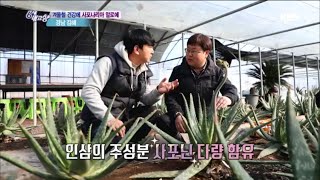 겨울철 건강에, 사포나리아 알로에 - 경남 김해 [6시 내고향] 20200219