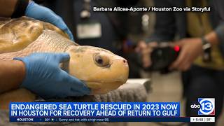 Houston Zoo treats endangered sea turtle rescued in Wales ahead of return to Gulf