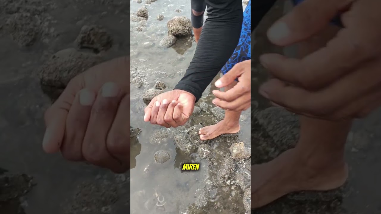 Así Busco Los Ostiones En Mi País 🇪🇨 En Mi Tierrita Verde 💚 