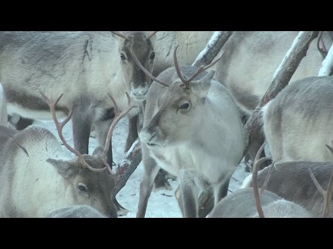 Videó: Pet Scoop: hiányzik a kutya a karácsony estén, App segít a finn vezetőknek, hogy elkerüljék a rénszarvasokat