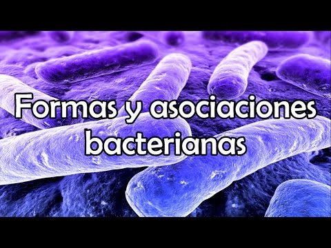 Vídeo: Quins bacteris tenen forma d'espiral?