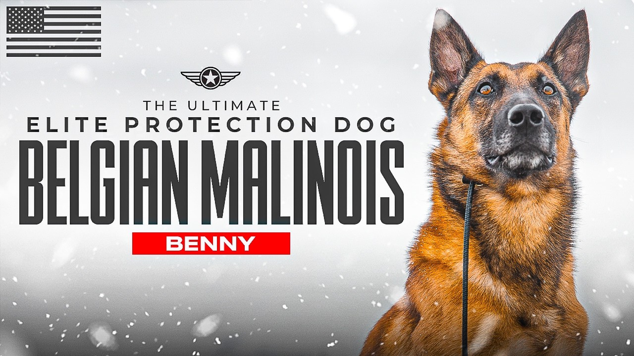 The Elite Belgian Malinois Protecting a Boston Family | Trident Elite
