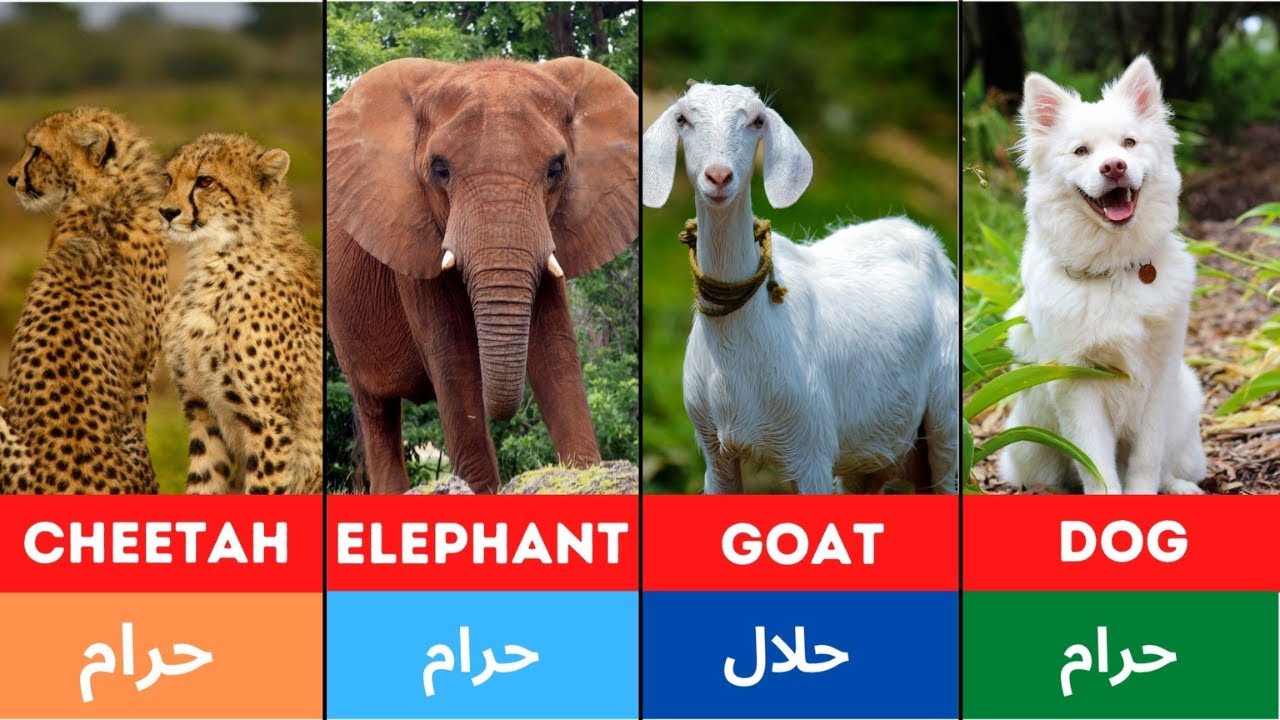 Halal and Haram animal and Birds meat in Islam YouTube