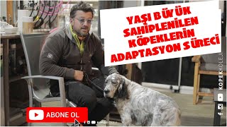 Yaşı Büyük Sahiplenilen Köpeklerin Adaptasyon Süreci