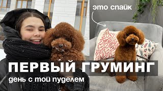 ДЕНЬ С СОБАКОЙ | КАК ИЗМЕНИЛАСЬ НАША ЖИЗНЬ? | ЩЕНОК ТОЙ-ПУДЕЛЬ