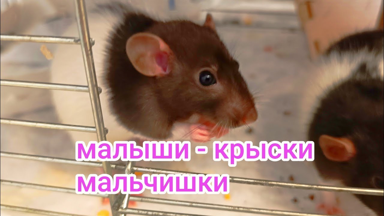 Растём и радуем . Крыски малыши.