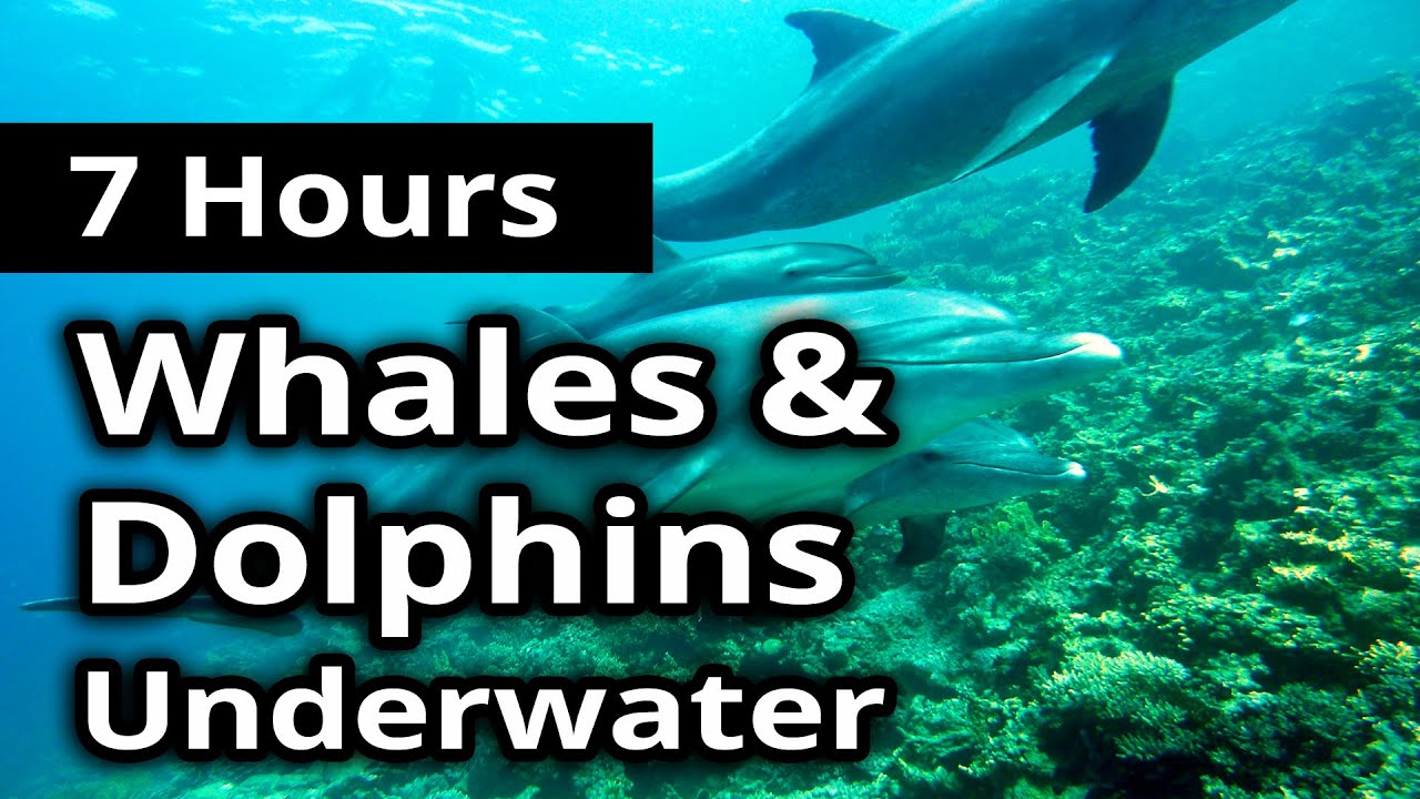 DOLPHIN and WHALE SONG Sounds - Underwater Life for 7 Hours - For relaxation and ambiance