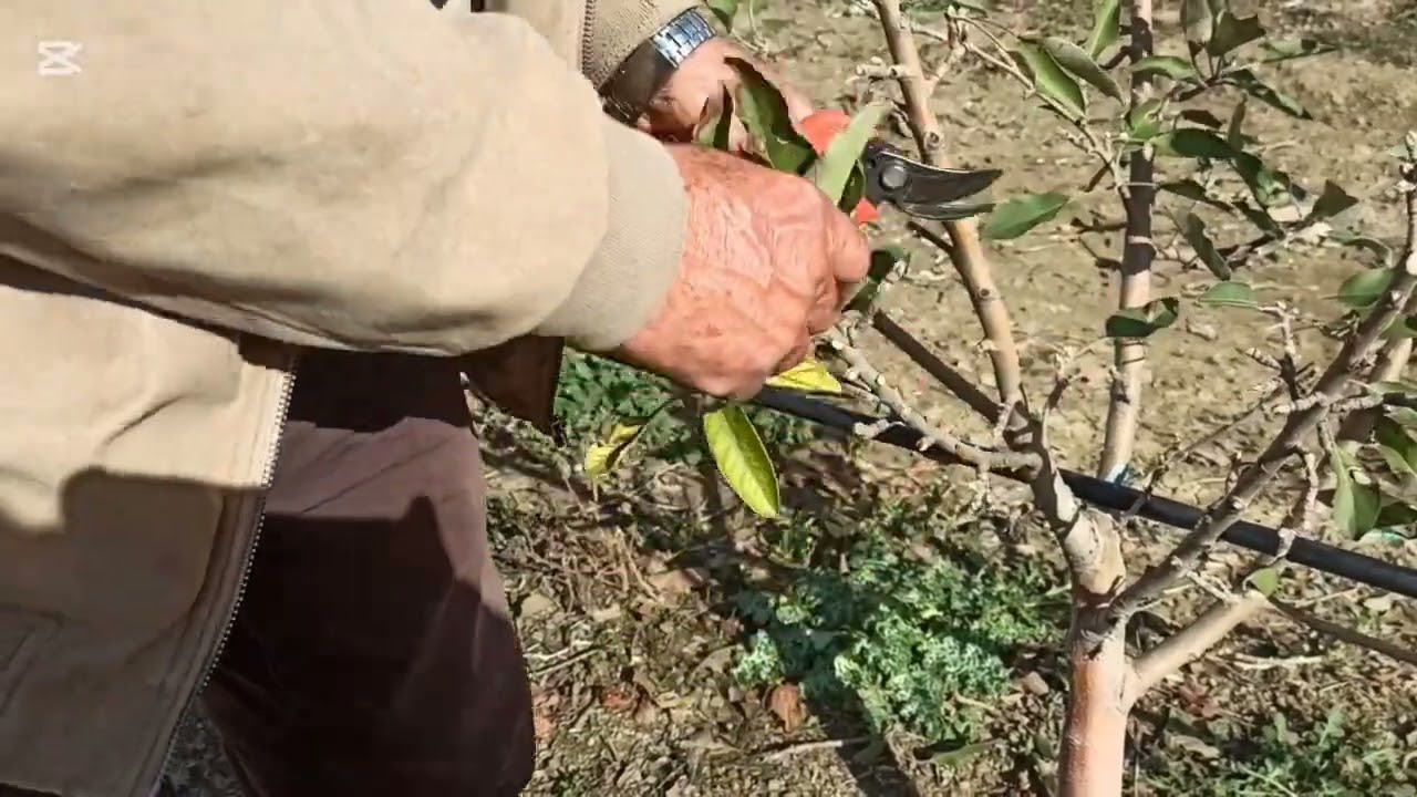 تقليم التفاح نوع أننا Anna